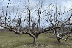 Tree Pruning Guide: When to Prune, Where to Cut & Best Techniques