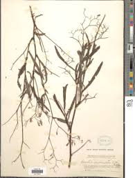 Image result for Launaea cornuta