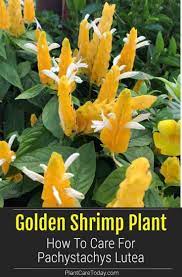Golden Shrimp Plant How To Care For Pachystachys Lutea 1000 Plants Tropical Flower Plants Evergreen Plants