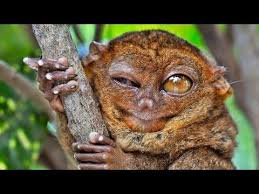 Top Ten Endangered Animals In India 2015 Top 10 Extinct Animal Species 2015 Top 10 Most Endangered Species In The Wo Animals Endangered Animals Extinct Animals