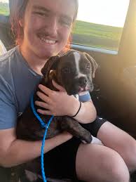 Looking for purebred boxer puppy breeder?