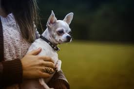 5 Sweet Spots Where Dogs Love To Be Scratched