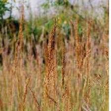 Image result for Sorghastrum nudipes