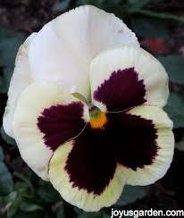 A Cheery Pansy Face Pansies Planting Flowers Beautiful Flowers