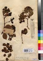 Image result for Combretum cinereopetalum