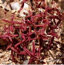 Image result for Crassula expansa