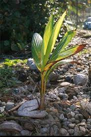 Growing Coconut Palms How To Grow A Coconut Plant Plants Palm Plant Coconut Palm Tree
