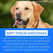 Soft Tissue Sarcomas Kali S Wish Sarcoma Tumors On Dogs Canine Cancer