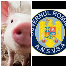 Sanatate si bunastare ingrijirea corespunzatoare, boli comune, metode de profilaxie, administrarea injectiilor. BombÄƒ PorcinÄƒ Guvernul Va Interzice CreÈ™terea Porcilor In Propria GospodÄƒrie