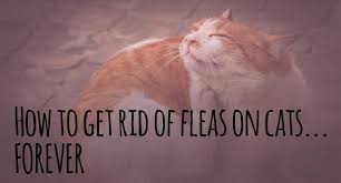 a simple solution to get rid cat fleas