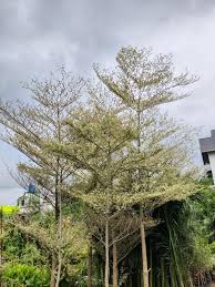 Image result for Terminalia mantaly