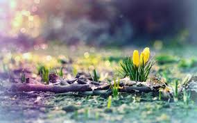 Desktop background spring pictures wallpaper. Early Spring Wallpapers Top Free Early Spring Backgrounds Wallpaperaccess
