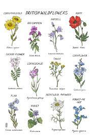 Pin On Flower Fun