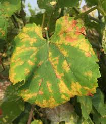 Image result for peronospora grapevine