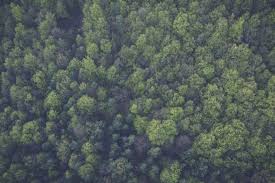 Birds Eye View Forest Green Nature Trees Forest Pictures Birds Eye View Aerial