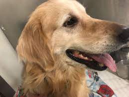 Pin On Dogs For Adoption