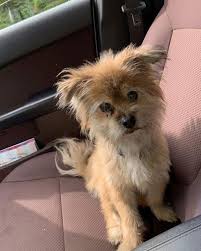 Black And White Shih Tzu Dachshund Mix Lost Dog Lino Lakes Shih Tzu Pomeranian Mix Male Medical Date Lost 06 26 2019 Dog S Name Koda Breed Of Dog Shih Tzu Pomera Losing A Dog Dogs Shih Tzu