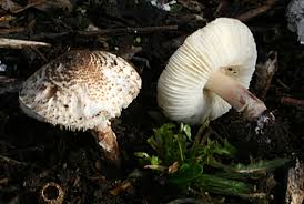 It's rare in the uk, but responsible for several deaths in europe. 7 Of The World S Most Poisonous Mushrooms Britannica
