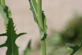 Image result for Sonchus bipontini