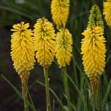 Image result for Kniphofia grantii