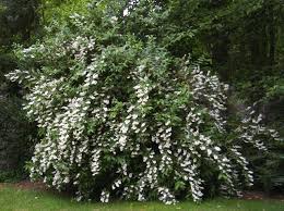 Image result for Deutzia scabra
