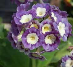 Image result for Primula x pubescens