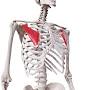 Profile Picture of About - Institute of Human Anatomy (@instituteofhumananatomy.com) on Google