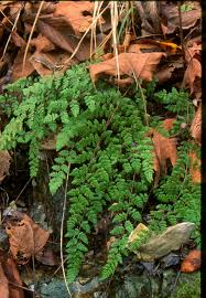 Image result for Cheilanthes