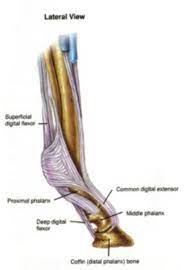 The flexor hallucis longus muscle tendon unit starts from the back of your leg. Torn Horse Tendon The Long Road Back From This Equine Injury Expert How To For English Riders