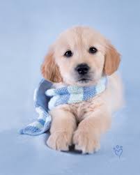 Golden retriever dog wallpaper for laptop. Golden Retriever Puppy Hd Wallpapers 1080p