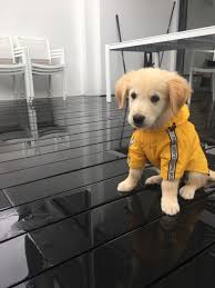 Henry My Golden Retriever Puppy Wearing His Little Yellow Raincoat Sitting In The Rain Retriever Puppy Golden Retriever Dogs Golden Retriever