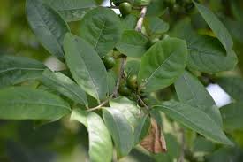 Image result for Margaritaria