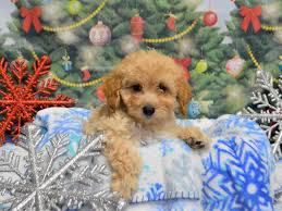 Browse goldendoodle puppies and buy a miniature goldendoodle now. F1b Mini Goldendoodle Dog Female Apricot 2934164 Petland Dunwoody Puppies For Sale
