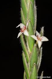 Image result for Struthiola rhodesiana