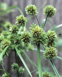Image result for Cyperus glaucophyllus