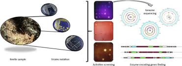 Risks and instruments of fraud. On The Bright Side Of A Forest Pest The Metabolic Potential Of Bark Beetles Bacterial Associates Sciencedirect