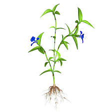 Image result for Commelina