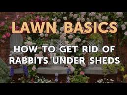 As cute as rabbits may be, the damage they can do to your flowers and vegetables is anything but adorable. How To Get Rid Of Rabbits Under Sheds Youtube