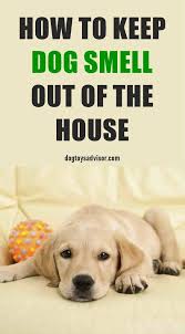 Removing Dog Smell From A Home Is A Challenge All Dog Owners Have To Face At Some Point Here Are 5 Tips To Keep Dog Smell Out Of You Dog Smells