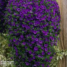 Image result for calibrachoa million bells
