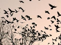 Birds That Don T Fly Away Crows Fly Over A Tree Where Others Are Already Camped For The Night At Dusk In Bucharest Romania Photographic Print Art Com Flying Bird Silhouette Birds Flying Birds Flying Away