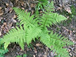 Image result for Athyrium schimperi