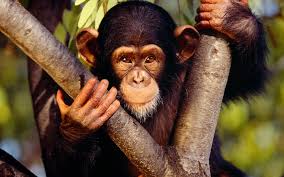 Image result for monkey