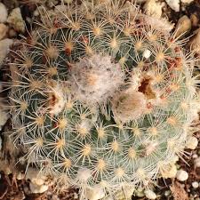 Image result for Bolusiella fractiflexa