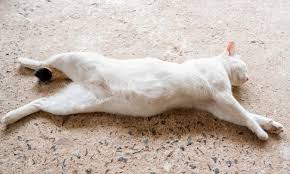Pregnant Cat Nipples Vs Normal: What Do They Look Like?
