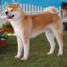 pin on online dog trainer