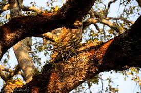 Image result for Calyptrochilum