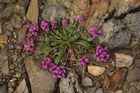 Image result for Eriosema monticola