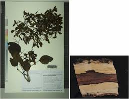 Image result for Dalbergia bracteolata