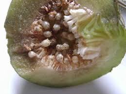 It's up to the baby wasps to. Fig Wasps From The Centre Of Figs Have More Chances To Mate More Offspring And More Female Biased Offspring Sex Ratios Sciencedirect